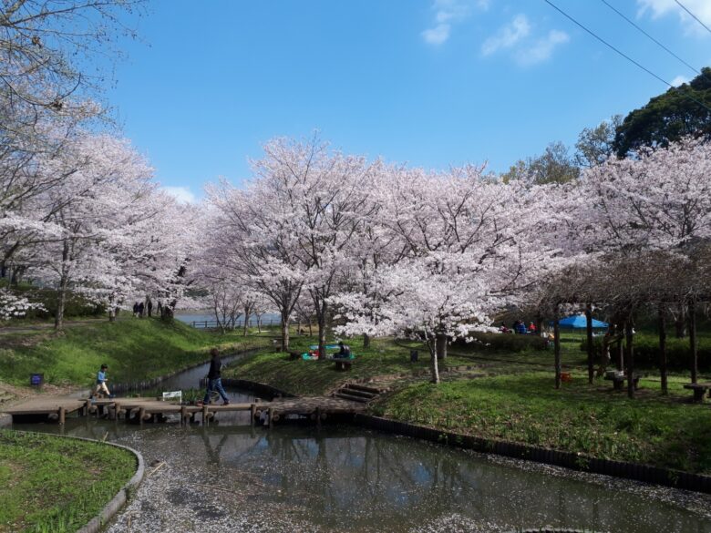 立岡自然公園 熊本 でお花見 桜の見頃や駐車場について 頑張らない子育てでハッピーな人生を